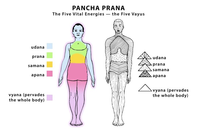 El Prana genérico de nuestro cuerpo se divide en 5 tipos de fuerza vital.